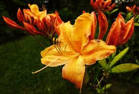 13 Types Of Rhododendrons Photos Details Green And Vibrant In 2020 Rhododendron Azaleas Showy Flowers