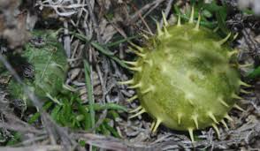 Image result for Cucumis myriocarpus