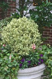 Buy Dwarf Variegated Boxwood Free Shipping 1 Gallon Size Pot For Sale Online From Wilson Bros Gardens