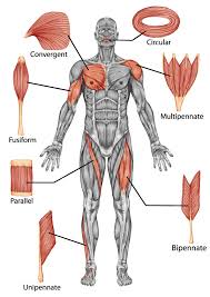 Major muscles of the body, with their common names and scientific (latin) names your job is to diagram and label the major muscle groups, for can you name the major anterior muscles of the human body? Shapes Of Skeletal Muscle Teachpe Com
