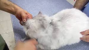 Kedi Trasi Youtube