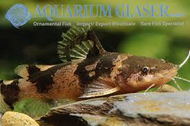 Black And White Striped Catfish Aquarium Microglanis Carlae Aquarium Glaser Gmbh Rare Fish Fish Aquarium Fish