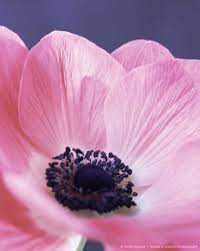 Pin By Jeanne Wessels On A N E M O N E A M A Z I N G Pansies Flowers Flower Close Up Flower Structure