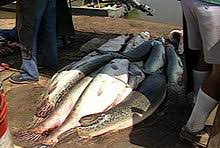 The alligator gar is our largest gar and has a distinctively short, broad snout. Alligator Gar Wikipedia
