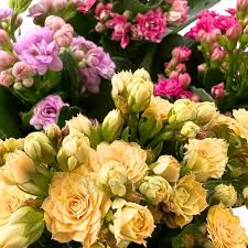 Image result for Kalanchoe rosalina