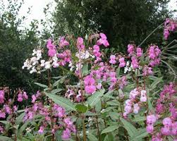 Image result for Impatiens gomphophylla