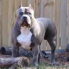 Kindly make a perfect choice and get yourself an american bully puppy or even a pair. Xxl Size American Bullyyy Golden Leash Kennel Gurgaon Home Facebook