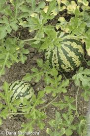 Image result for Citrullus lanatus