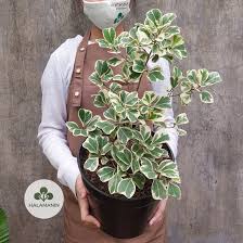 Image result for Ficus triangularis