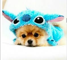 Black And Brown Pomeranian Price In India Boring Floral Dog Collar Doglife Dogcostumesdisney Dog Costumes Funny Dog Halloween Costumes Funny Cute Puppy Pictures