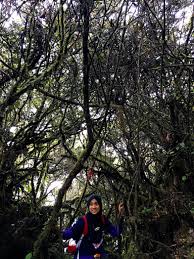 Mendaki gunung adalah salah satu olahraga ekstrim yang banyak penggemarnya. Gunung Irau Mossy Forest Lord Of The Ring Nadia Izzaty