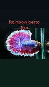 Fish · 8 years ago. Rainbow Betta Fish Videos Facebook
