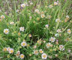 Image result for Heterotis decumbens