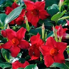 Image result for Dactyladenia gilletii