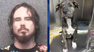 We offer the tools and training you and your dog need to build a strong bond so you can enjoy a bright future together. Humane Society Gives Update On Puppy That Was Kicked Into A Myrtle Beach Hotel Pool Greenville Man Charged News Foxcarolina Com