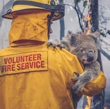 Heartbreak And Hope Through The Australian Bushfires Koala Koala Bear Animals