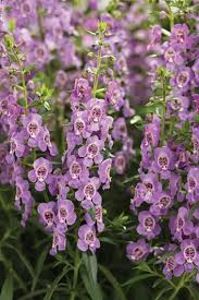 10 flowers to grow in a xeriscape. 20 Summer Flowers To Grow In Your Garden Garden Design