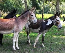Hisway Farm Donkeys Livestock Dealer Animal Farm Farm Animals Livestock Animals