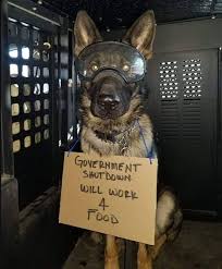 Germanshepherd Gsd Military Working Dogs Military Dogs Shepherd Dog