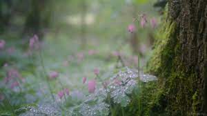 The loyal harry potter wallpaper harry potter universal. Living Stills Nature Cinemagraph Flowers Rain Nature Gif Aesthetic Gif Nature