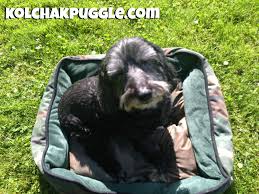 I've seen a few made with fleece which would be super warm and cozy. Doggystyle Diy Cooling Dog Bed Kol S Notes