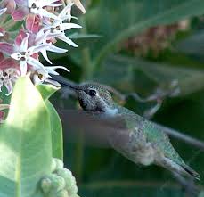 Check spelling or type a new query. How To Create A California Hummingbird Garden With Native Flowers Pictures Of Both Hummingbird And Butterfly Species