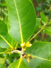 Image result for Avicennia marina