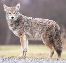 .coyote tracks are oval in shape and the toenail marks tend to hook inwards. Dnr Studying Coyote Killing Laws The Indiana Lawyer