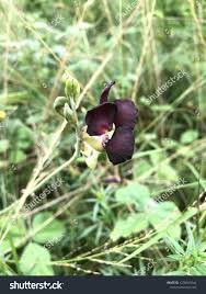 Image result for Digitaria eriantha