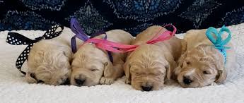 There are 2 males, and 2 females. Oodles O Doodles Goldendoodle Puppies Labradoodle Puppies
