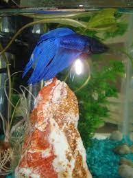 Welcome To Bettatalk Com Betta Fish Care Betta Fish Pet Fish