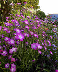 Image result for Agrostemma