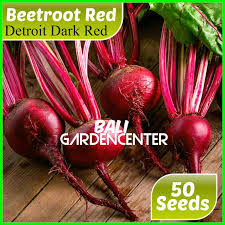 Walaupun rasanya agak pahit, tetapi apabila ia dicampurkan ke dalam minuman ataupun salad, ia mempunyai kombinasi rasa yang enak selain ia baik untuk kesihatan. Isi 50 Benih Biji Red Beetroot Akar Bit Merah Import Shopee Indonesia