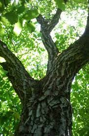 Walnut Tree Chestnut Trees Outdoor Makeover Tree