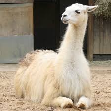 This animal has a very warm, white coat. Llama