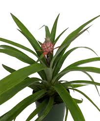 Achetez 3d cartoon pineapple/flamingo/cactus modeling night light led lamp home office decoration gift pineapple à walmart canada. Fruiting Pineapple Plant Ananas Comosus Great Indoors Out 5 Pot Walmart Com Walmart Com