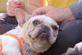 Do not buy from any breeder who will not let you visit the premises or meet the. Amanda To The Rescue Puppy Mill French Bulldog Rescue People Com