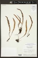 Image result for Melpomene flabelliformis