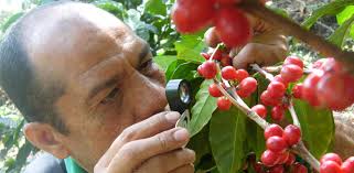 Diversidad de artrópodos y sus enemigos naturales asociados al café (Coffea  arabica L.) en El Salvador