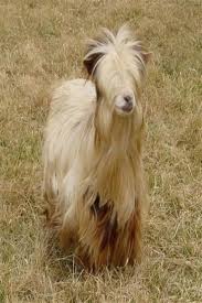 Long Hair Fainting Goat Cute Goats Fainting Goat Goats