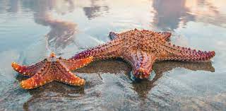 We did not find results for: Starfish Rare Fossil Helps Answer The Mystery Of How They Evolved Arms