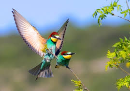 Reves Que Signifie Rever D Oiseaux Claire Thomas Medium Karmatherapeute