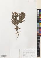 Image result for Psiadia punctulata
