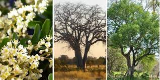 Image result for Schinziophyton rautanenii