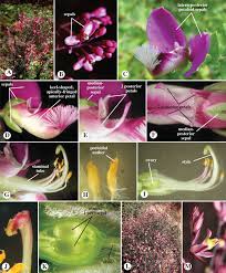Image result for Fabaceae subfamily Mimosoideae