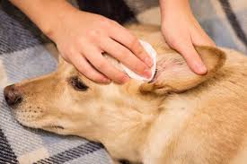 Image result for mold in the ear dog