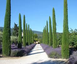 Provencal Perfection Quintessence Provence Garden French Garden Landscape Design