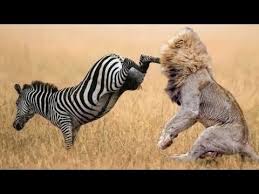 Wild Animals Fighting Lion Vs Baboon Buffalo Video African Animals Youtube Wild Animals Attack Animal Attack Animals Wild