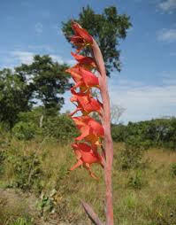 Image result for Gladiolus dalenii