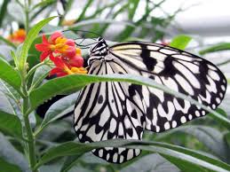 Und sparen sie den vollen eintritt von 6,50€ mit dem münchen city pass! Sonderausstellung Tropische Schmetterlinge Im Botanischen Garten Munchen Nymphenburg Szenario8 De
